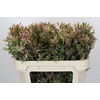 Leucadendron Ayoba Star Pearl