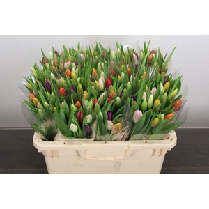 Tulipa si rainbow (mixbunch)