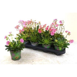 Lewi Cotyledon