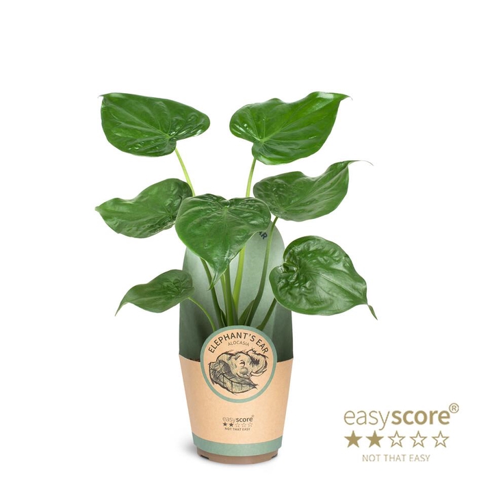 <h4>ALOCASIA CUCULLATA p17</h4>