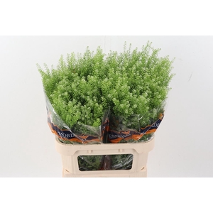 Lep Ru Green Bell 40 gram