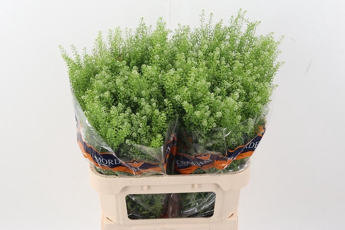 <h4>Lep Ru Green Bell 40 gram</h4>