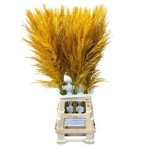 Cortaderia Opgetrokken Honey Oranje Stem