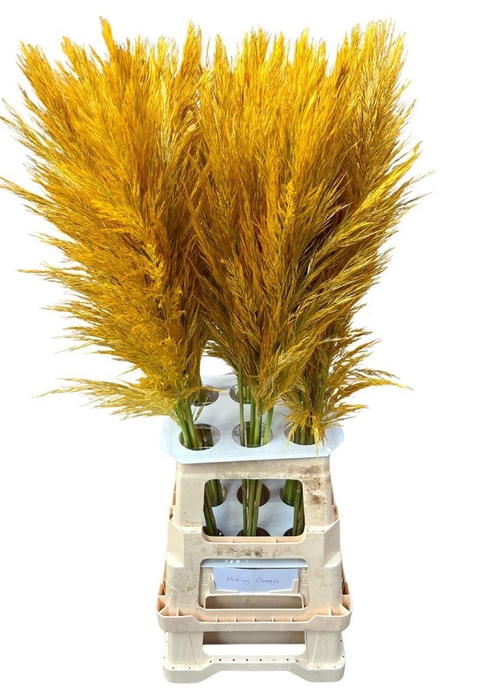 <h4>Cortaderia Opgetrokken Honey Oranje Stem</h4>