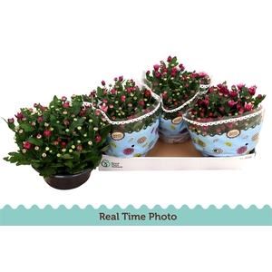 Chrysanthemum Indicum Grp Mount Aubisque gemengd in pot