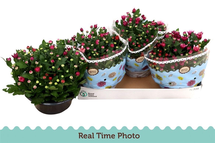 <h4>Chrysanthemum Indicum Grp Mount Aubisque gemengd in pot</h4>