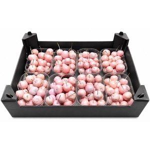 WAX APPEL H%