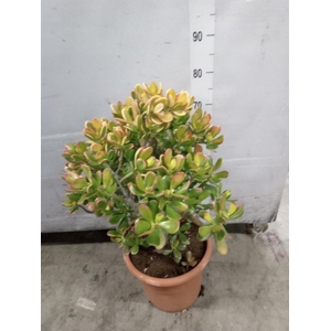 Crassula ovata 'Sunset'