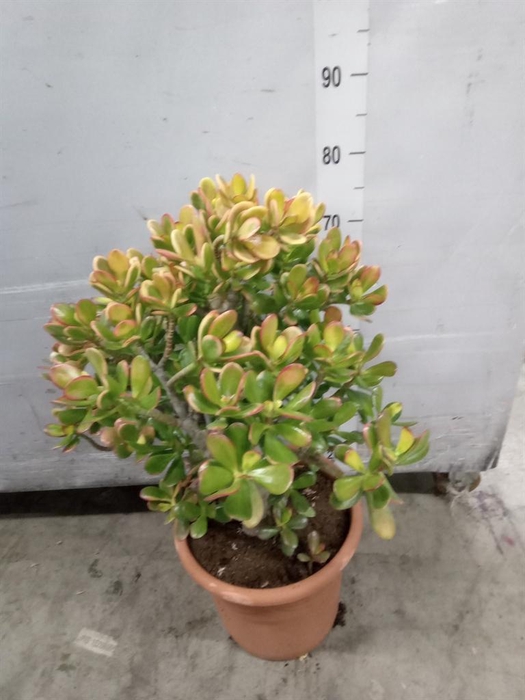 <h4>Crassula ovata 'Sunset'</h4>