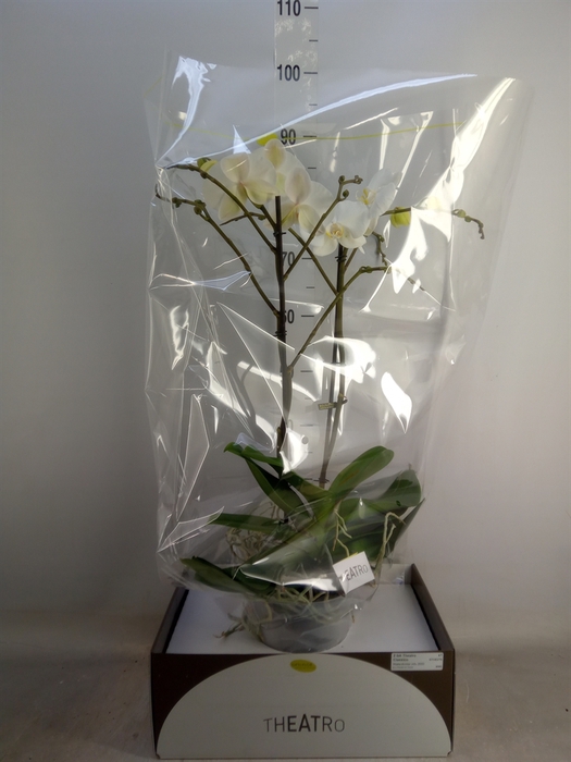 <h4>Phalaenopsis   ...white</h4>