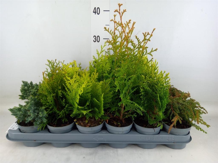 <h4>Conifers   ...mix</h4>