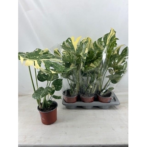 MONSTERA DEL THAI CO