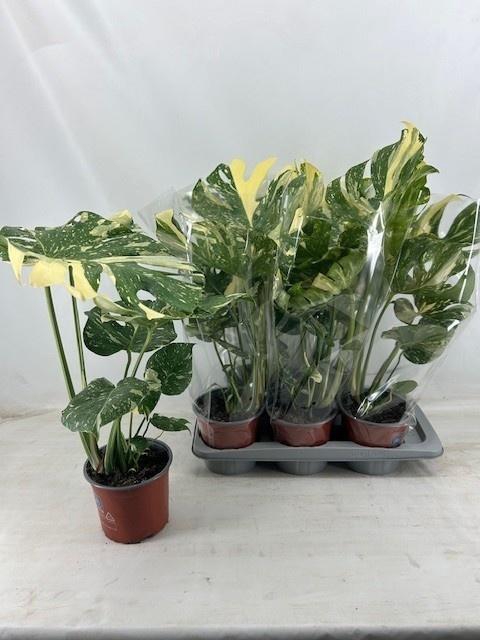 <h4>MONSTERA DEL THAI CO</h4>