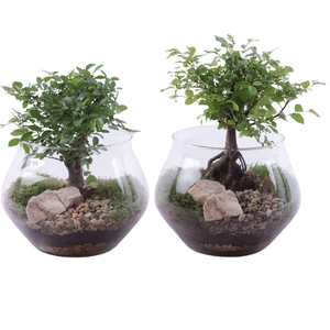 Bonsai Indoor Mix Ø12cm Ball Shape in Glass UFO Vase Ø20cm