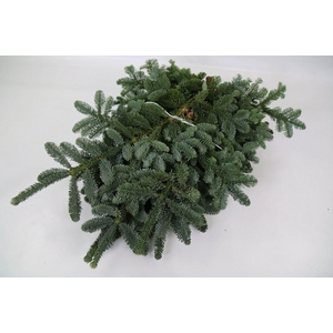 ABIES PROC. 'NOBILIS'  ..BLUE /KG