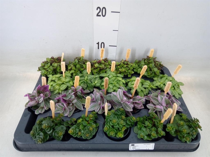 <h4>Planten  ..mix</h4>