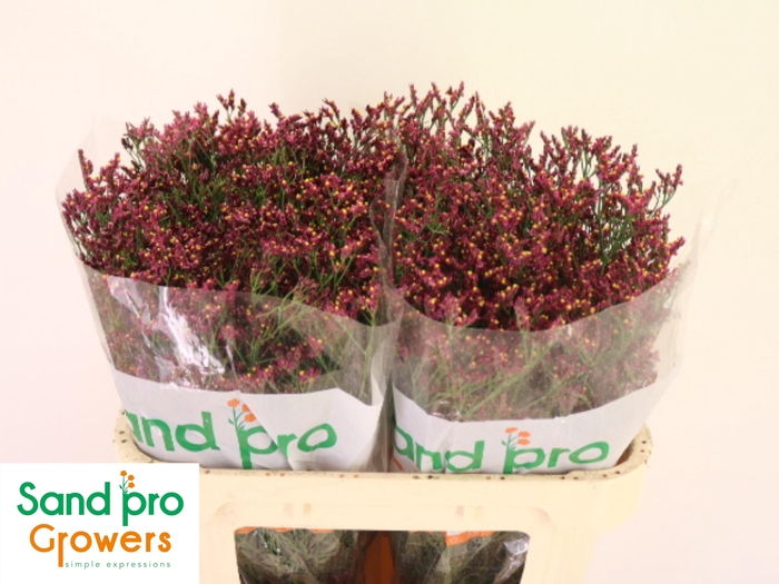 <h4>LIM SIN SCARLET DIA</h4>