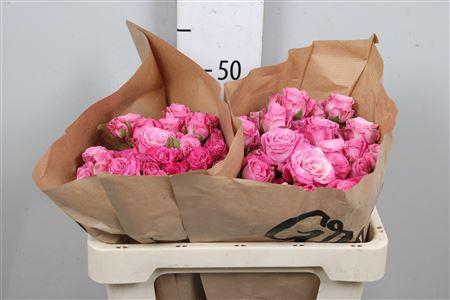 <h4>R Tr Lady Bombastic</h4>