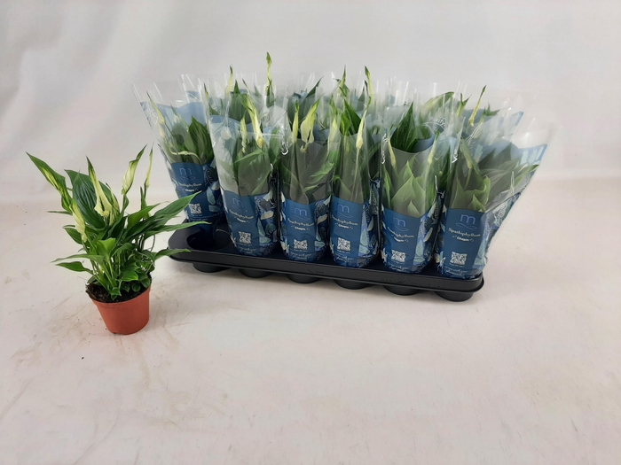 <h4>SPATH CHOPIN</h4>