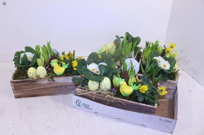 <h4>ARR TUINPLANTEN</h4>