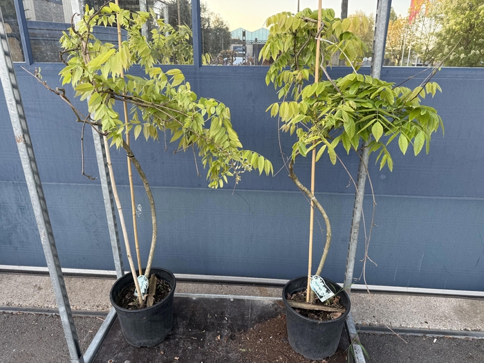 <h4>WIST SINENSIS</h4>