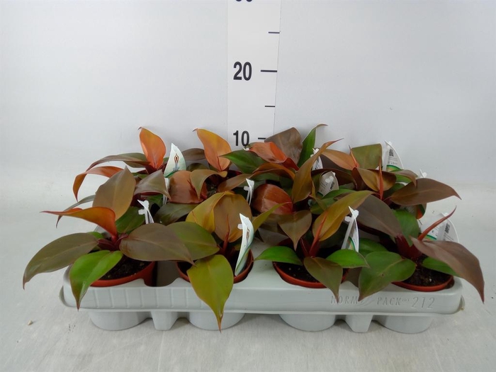 <h4>Philodendron ...</h4>