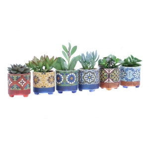 Succulent 5,5 cm in agadir sierpot