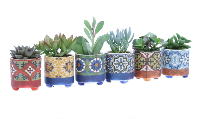 <h4>Succulent 5,5 cm in agadir sierpot</h4>