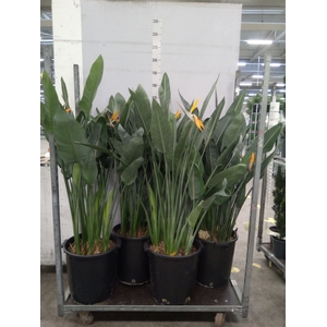 Strelitzia reg.