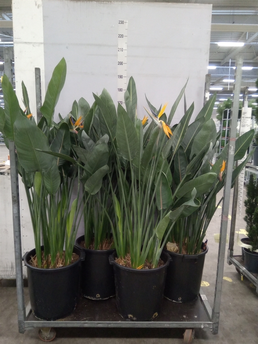 <h4>Strelitzia reg.</h4>
