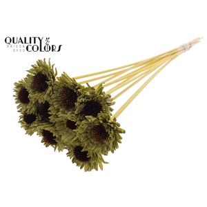 Shola Daisy Sunflower 6cm on stem Olive