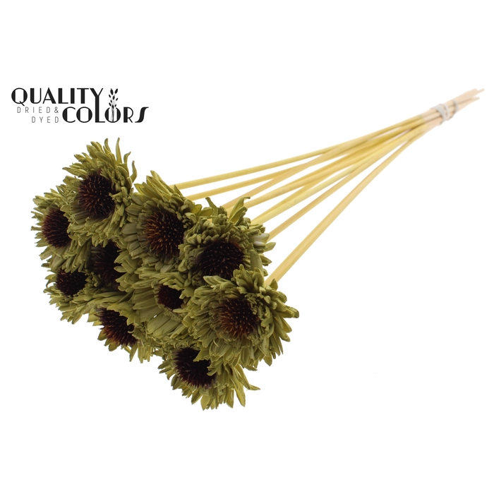<h4>Shola Daisy Sunflower 6cm on stem Olive</h4>