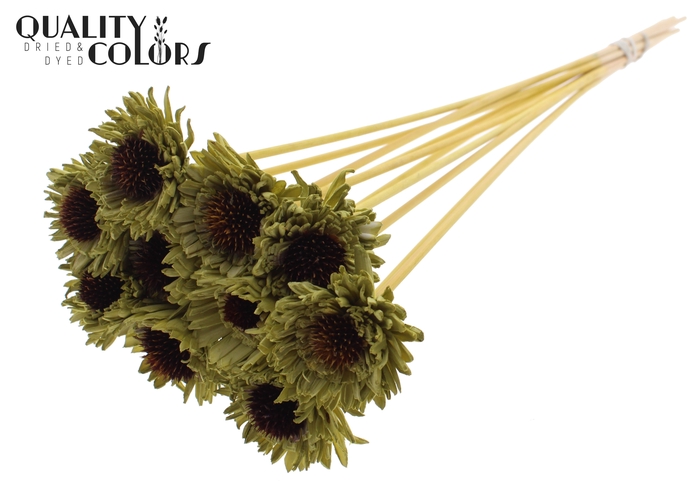 Shola Daisy Sunflower 6cm on stem Olive