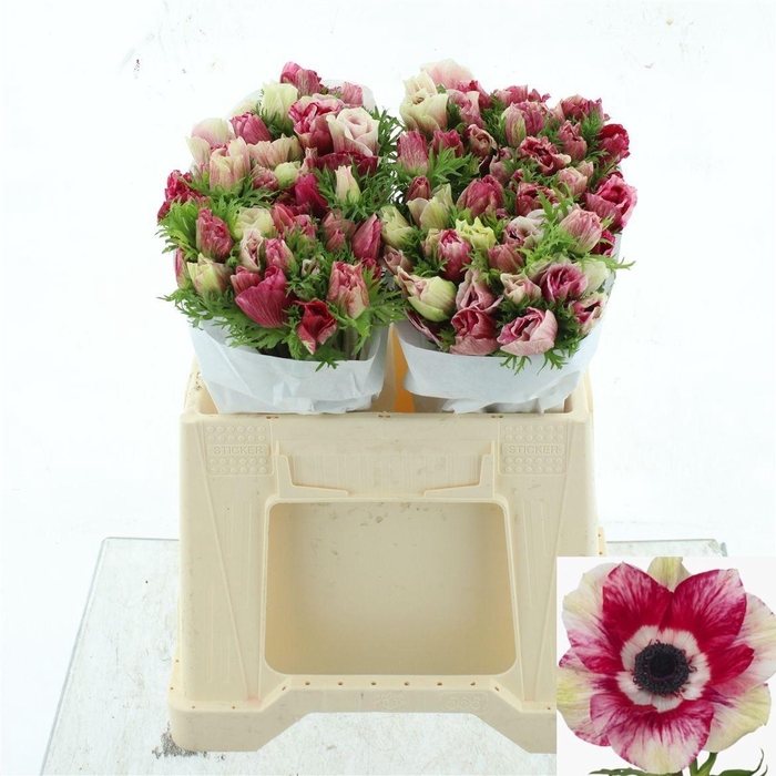 <h4>ANEM CO MIS + TIGRE</h4>