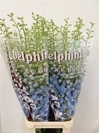 <h4>Delph Du Dewi Boy</h4>