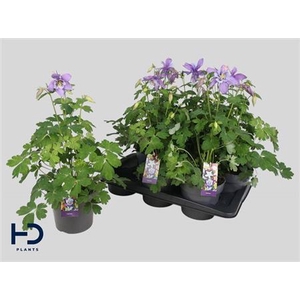 Aquilegia x hybrida Earlybird Purple Blue