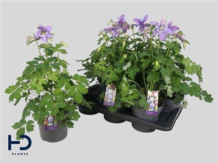 <h4>Aquilegia x hybrida Earlybird Purple Blue</h4>