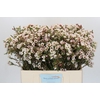 Chamelaucium Moonlight Delight