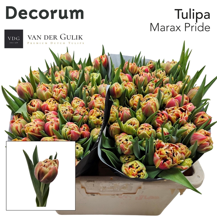 <h4>TU DU MARAX PRIDE</h4>