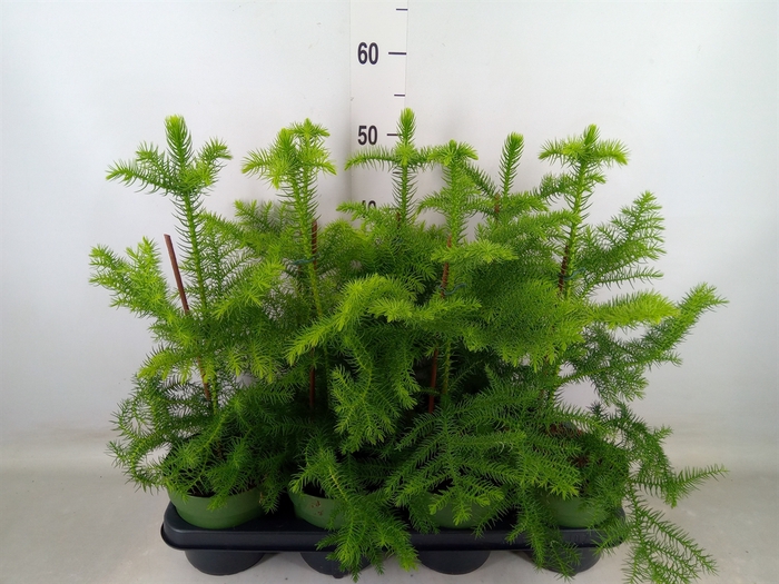 <h4>Araucaria heterophylla</h4>