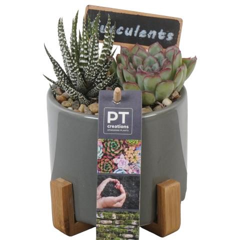 <h4>PTSU8466 Arrangement Succulenten in keramiek pot op houten voet</h4>