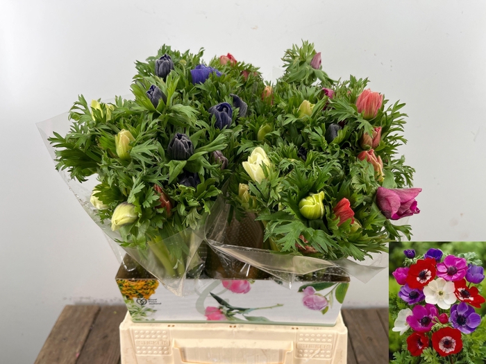 <h4>ANEM CO MAR GEM</h4>