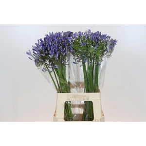 Agapanthus Blue Heaven