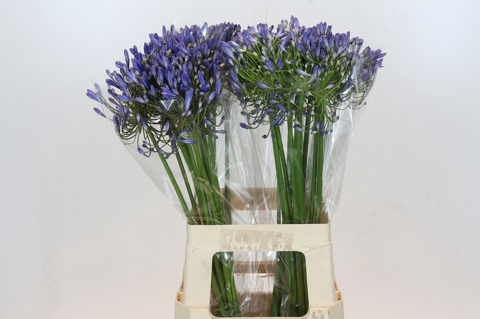 <h4>Agapanthus Blue Heaven</h4>