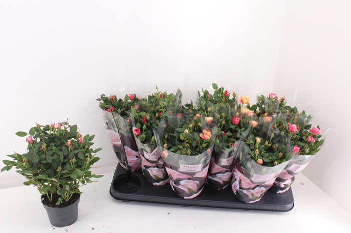 <h4>RO VICTORY GEM</h4>