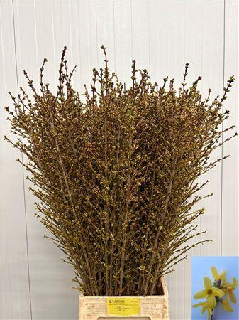 <h4>Forsy I Spectabilis</h4>