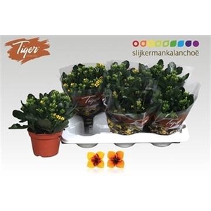KAL EN TIGER GEM
