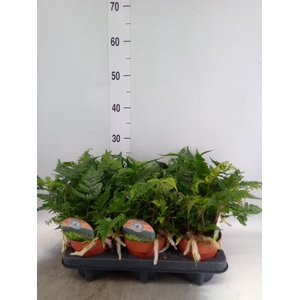 Humata griffithiana var. tyermannii