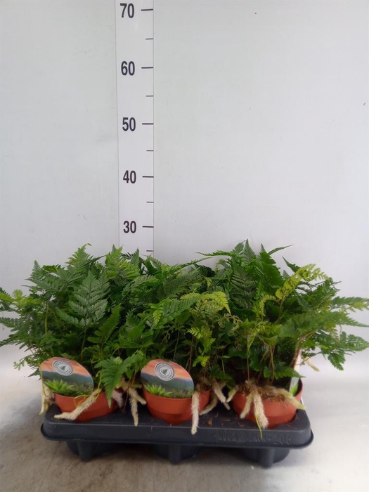 Humata griffithiana var. tyermannii