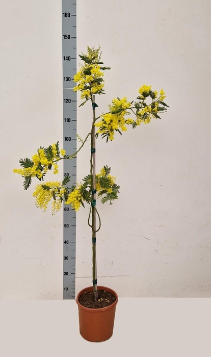 <h4>ACACIA PARADOXA</h4>